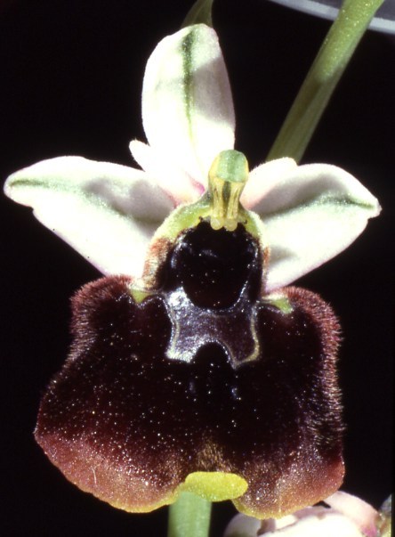 Ophrys chestermanii